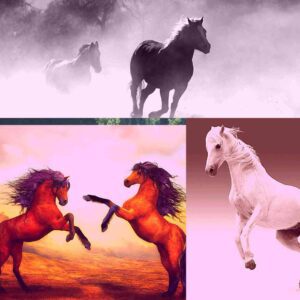 information of horse in hindi